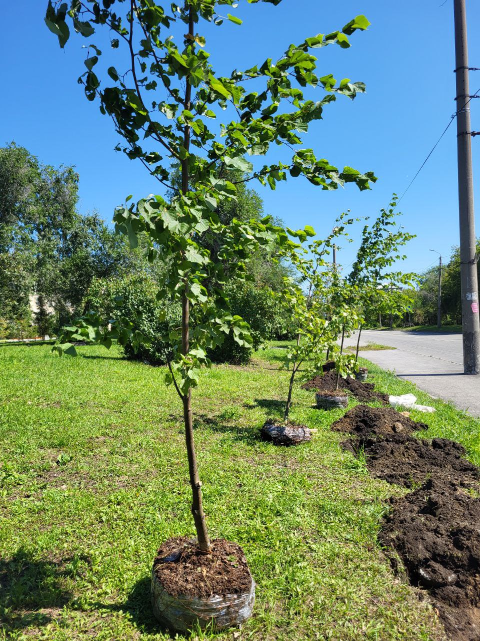 ЧМК высадил крупномеры липы в Металлургическом районе